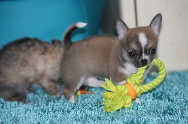 Miot "S" CH PL J. CH PL Fantazja & Int. Ch>Aramis #chihuahua #FCI #szczenięta